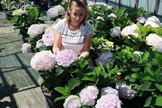 Гортензия крупнолистная 'Hovaria Hopaline'® - 3 Гортензия крупнолистная 'Hovaria Hopaline'® - 3