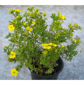 Перстач кущовий 'Kobold'