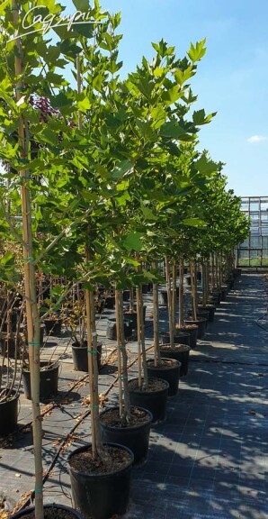 Платан кленолистий - 15