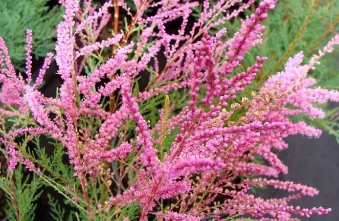 Тамарикс ветвистый 'Rubra' - обворожительно скромная красота