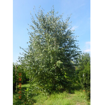 Береза плакуча 'Alba Verrucosa'