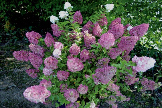 Гортензія волотиста 'Sundae Fraise' ® #3, С14 100-125 - 1