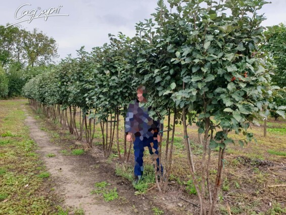 Рябина промежуточная (скандинавская) - 1