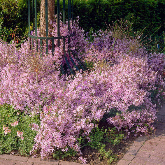 Дзвоник Пожарського 'Lisduggan Variety', C2 - - 5