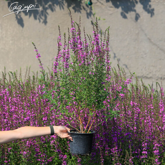 Дербенник прутовидный 'Dropmore Purple' - 3 Дербенник прутовидный 'Dropmore Purple' - 3