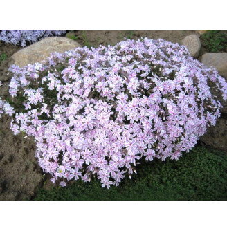 Флокс шилоподібний 'Candy Stripes'