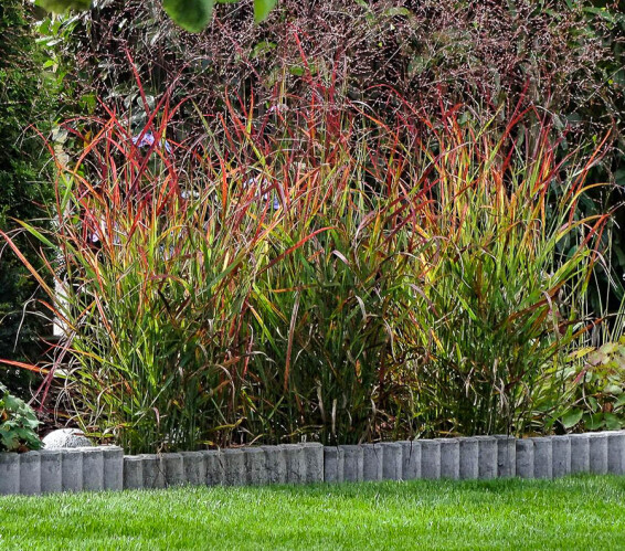 Просо прутьевидное 'Rotstrahlbusch', C3 - - 3 Просо прутьевидное 'Rotstrahlbusch', C3 - - 3