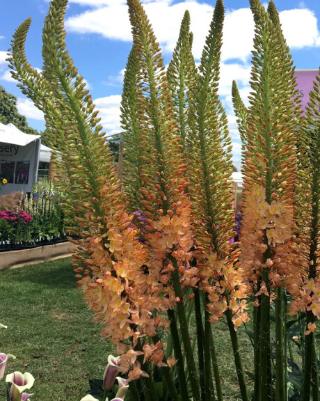 Эремурус 'Cleopatra' - 4