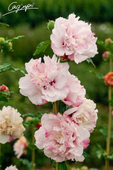 Гибискус сирийский 'French Cabaret Pastel'® - 2