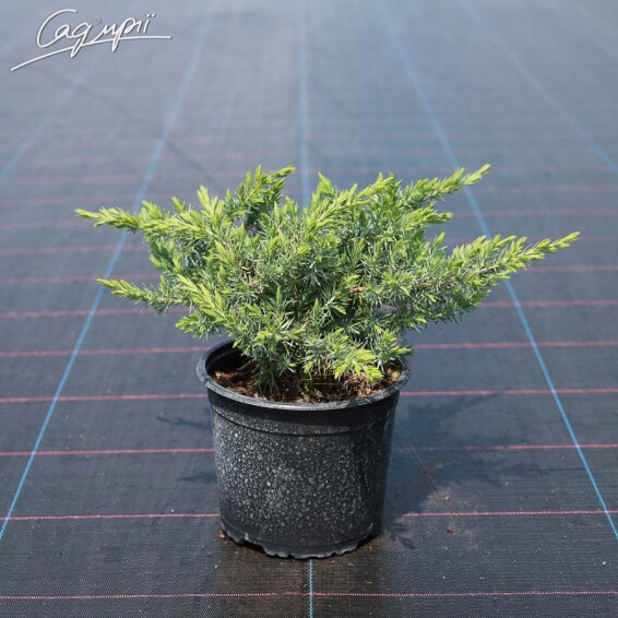 Можжевельник прибрежный 'Schlager' - 4