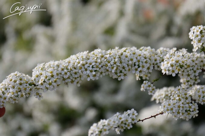 Весняні знижки на рослини в малих контейнерах