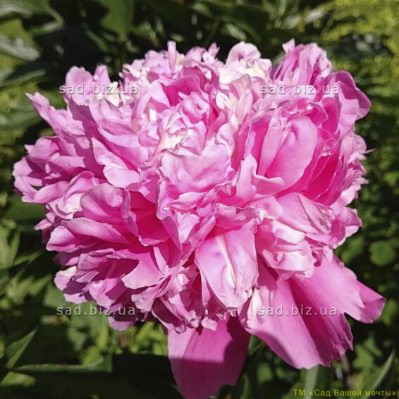 Півонія трав'яниста 'Alexandre Dumas' - 1