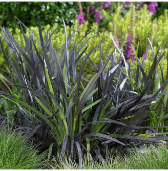 Офіопогон плоскострільний 'Niger'