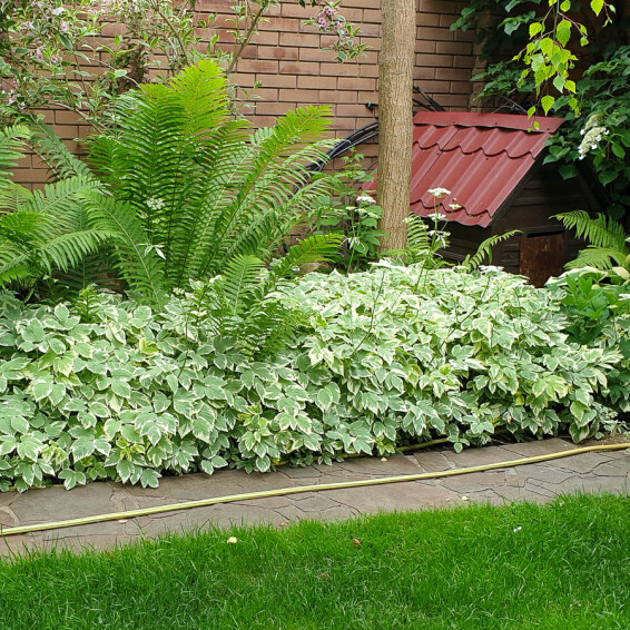 Яглиця звичайна 'Variegata', C2 - - 2 Яглиця звичайна 'Variegata', C2 - - 2