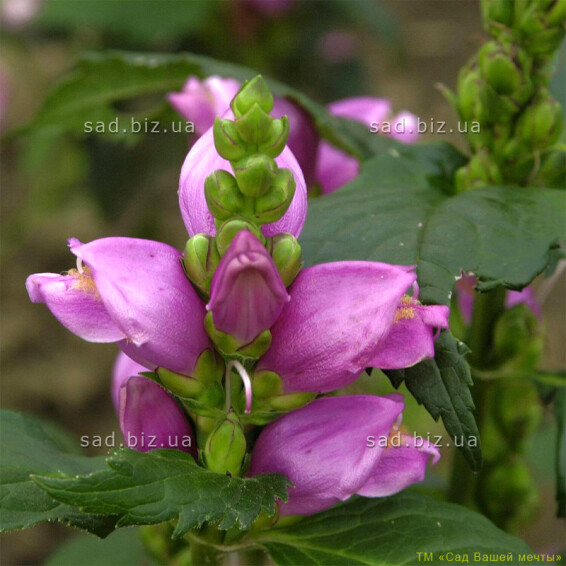 Хелоне косая - 1