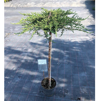 Ялівець звичайний 'Zeal', ф. Штамбова