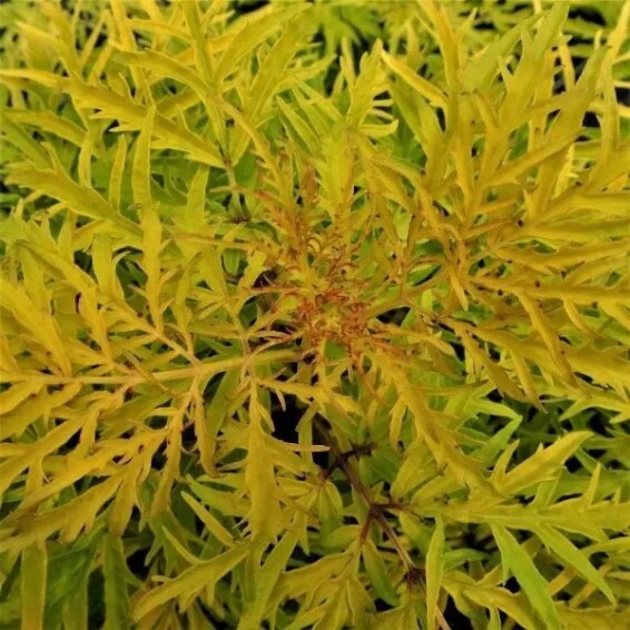 Бузина 'Lemony Lace' - 7 Бузина 'Lemony Lace' - 7