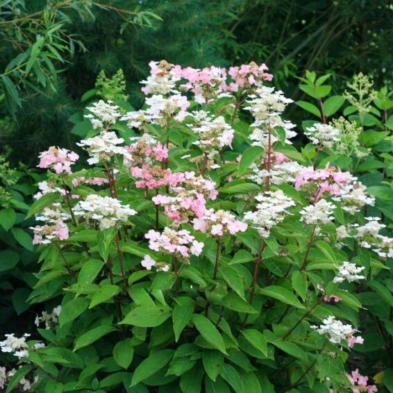 Гортензия метельчатая 'Dharuma'® #2, С12 80-100 - 1