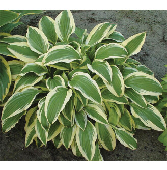 Хоста 'Yellow Splash Rim'