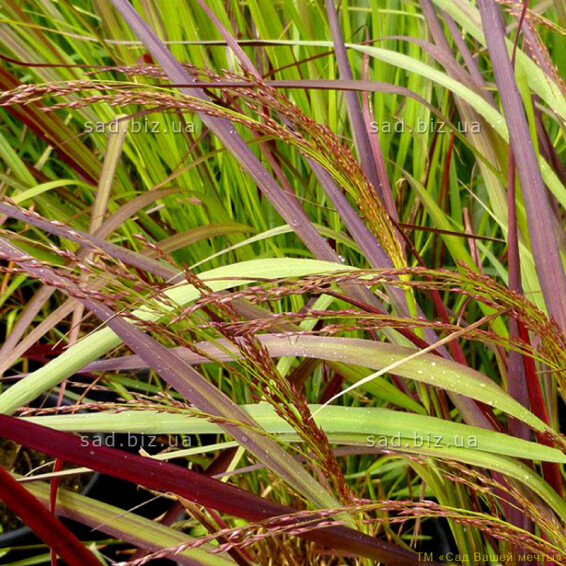 Просо прутьевидное 'Squaw' - 2