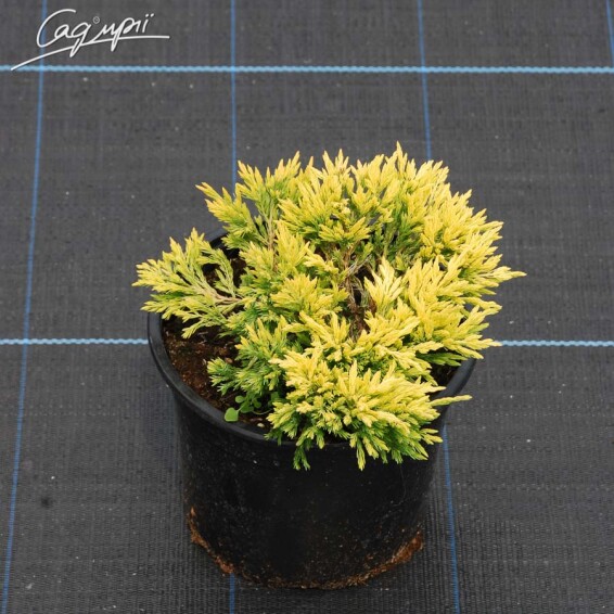 Можжевельник горизонтальный 'Limeglow' - 4