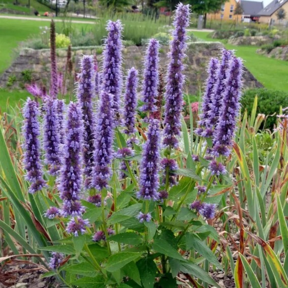 Агастахис (многоколосник) синий ‘Black Adder’ - 1