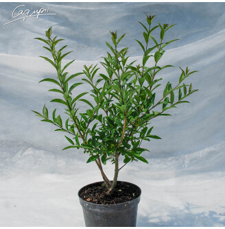 Бирючина звичайна 'Atrovirens'