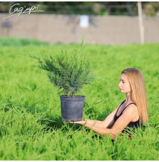 Можжевельник средний 'Mint Julep'