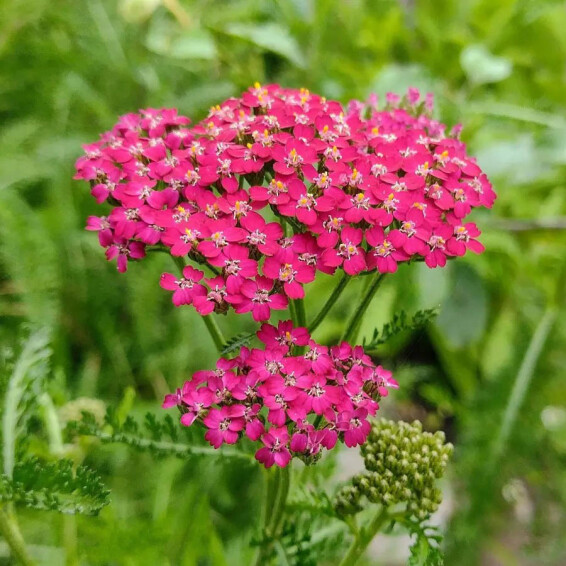 Тысячелистник гибридный 'Cassis' #1, ГК - - 3