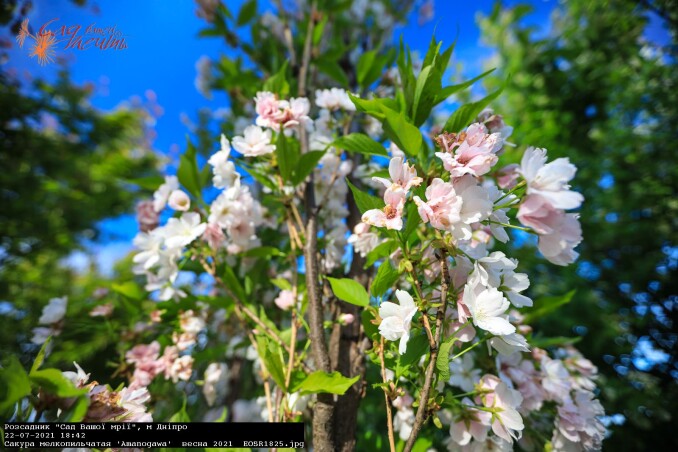Сакуры для Сада мечты
