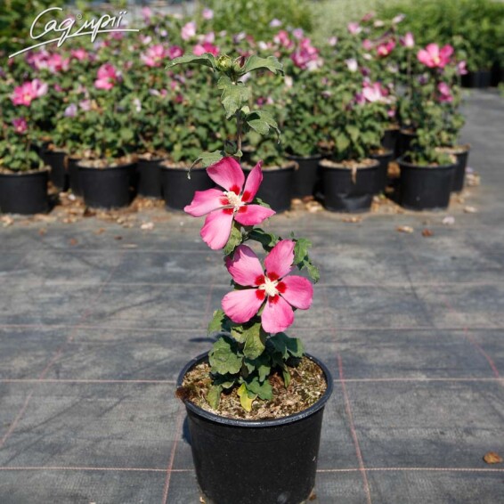 Гибискус сирийский 'Woodbridge' - 4