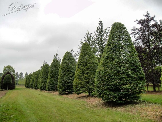 Граб обыкновенный - 4 Граб обыкновенный - 4