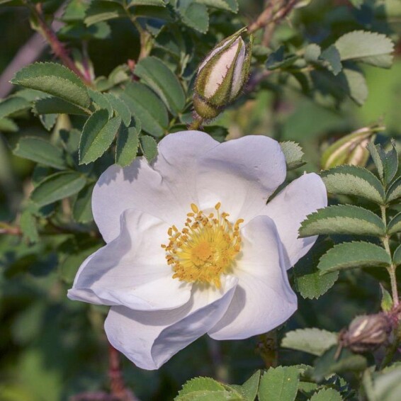 Роза бедренцелистная - 6