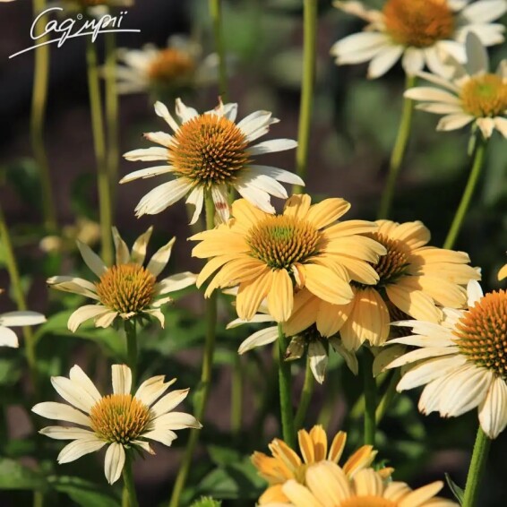 Ехінацея пурпурна 'Mellow Yellow' - 7