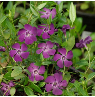 Барвінок малий 'Rubra Plena'