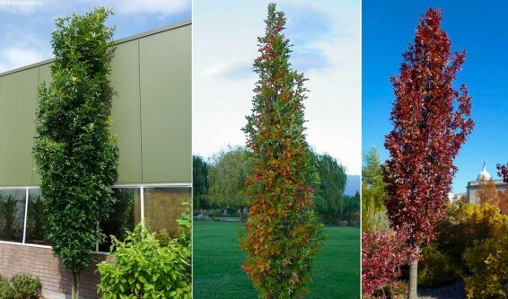 Дуб болотный 'Green Pillar' #1, C43 8--10 250-300 St. 150-175 - 3