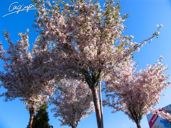 Слива Саржента 'Rancho' - 10