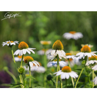 Ехінацея пурпурна 'White Swan'