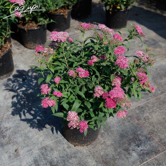 Спірея японська 'Anthony Waterer' #2, С14 - - 6