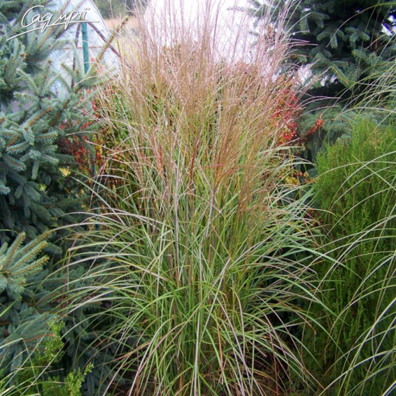 Міскантус китайський 'George' - 3