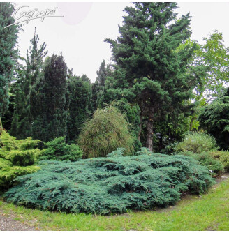 Можжевельник чешуйчатый 'Blue Carpet'