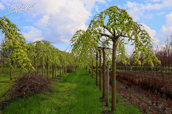 В'яз шорсткий 'Camperdownii' - 6 В'яз шорсткий 'Camperdownii' - 6
