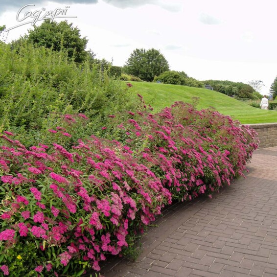 Спірея японська 'Anthony Waterer' - 1