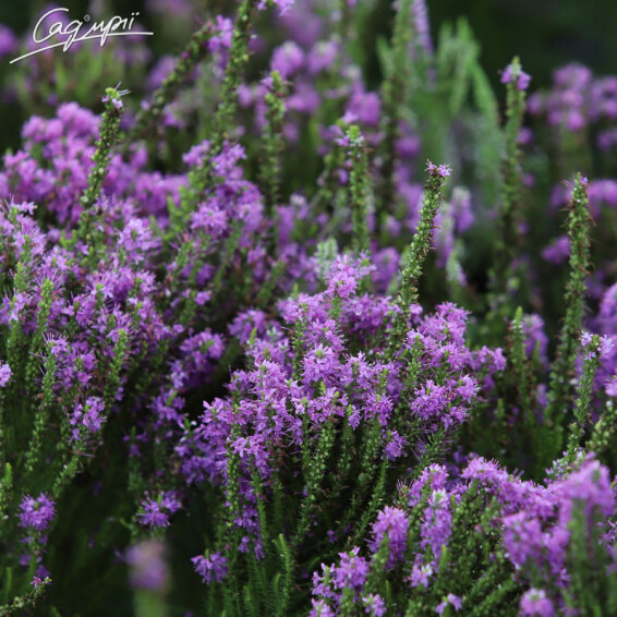 Вероника гибридная 'Plumosa Amethyst Plume'® - 5