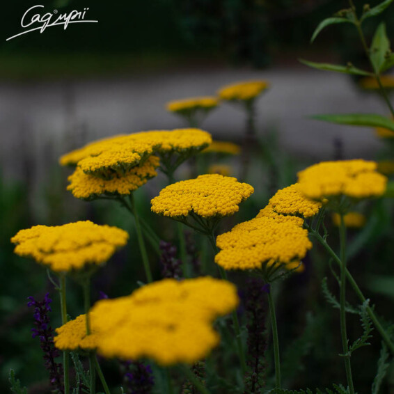 Тысячелистник таволговый 'Coronation Gold' - 7 Тысячелистник таволговый 'Coronation Gold' - 7