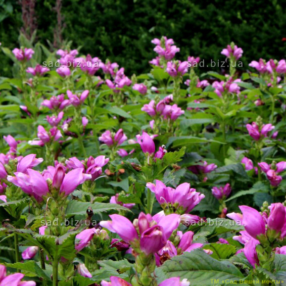 Хелоне косая - 2