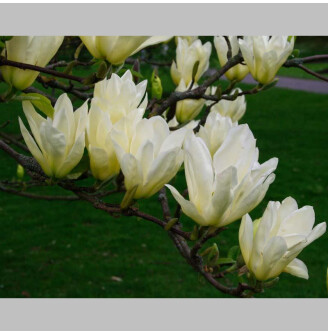 Магнолія бруклинська 'Elizabeth'