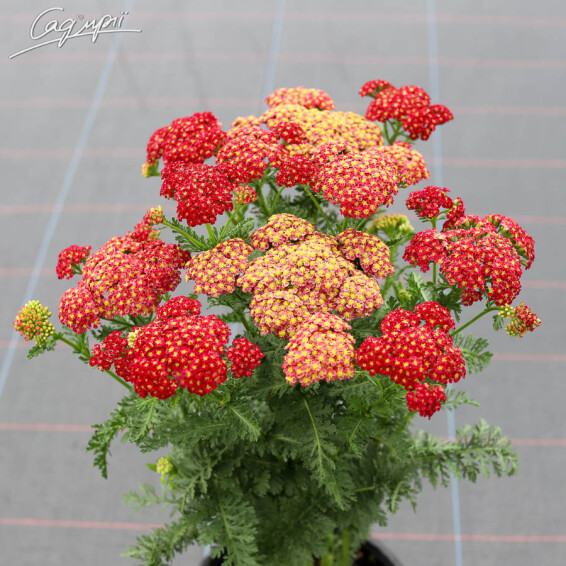 Тысячелистник гибридный 'Tutti-Frutti Pomegranate', p9 - - 4 Тысячелистник гибридный 'Tutti-Frutti Pomegranate', p9 - - 4