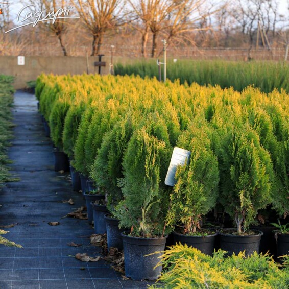Туя західна 'Aurea Nana' - 8