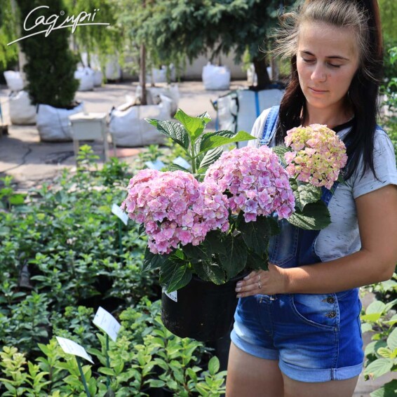 Гортензія крупнолиста 'You and Me Together Rose'® - 4 Гортензія крупнолиста 'You and Me Together Rose'® - 4